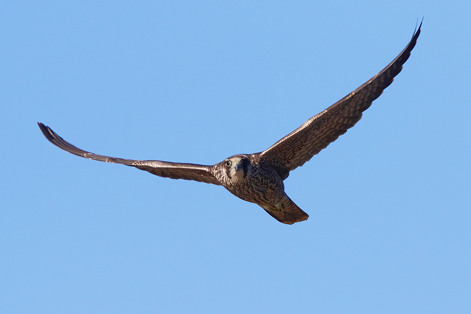 Falco pellegrino (Falco peregrinus) juv.